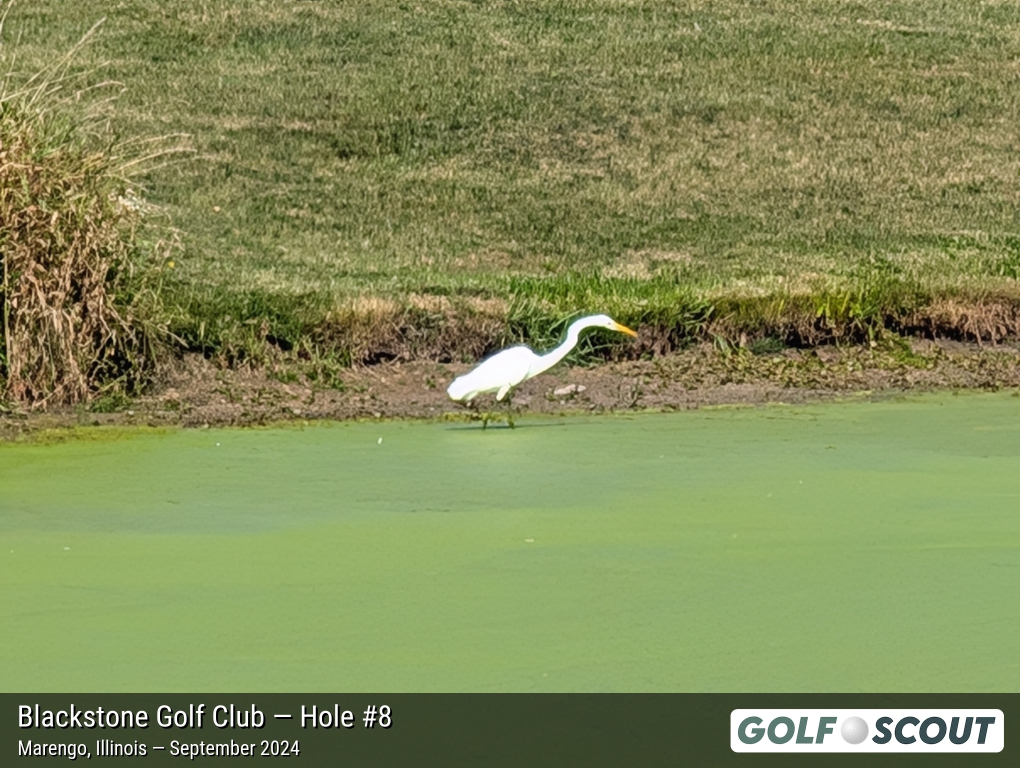 Hole 8 at Blackstone Golf Club