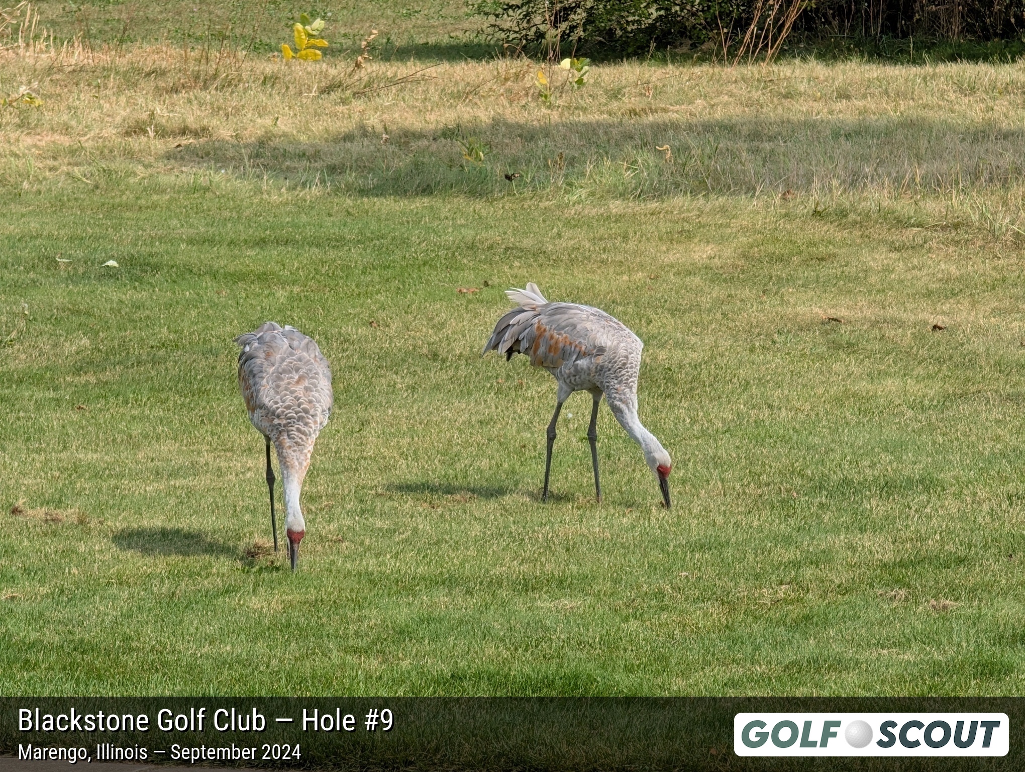 Hole 9 at Blackstone Golf Club