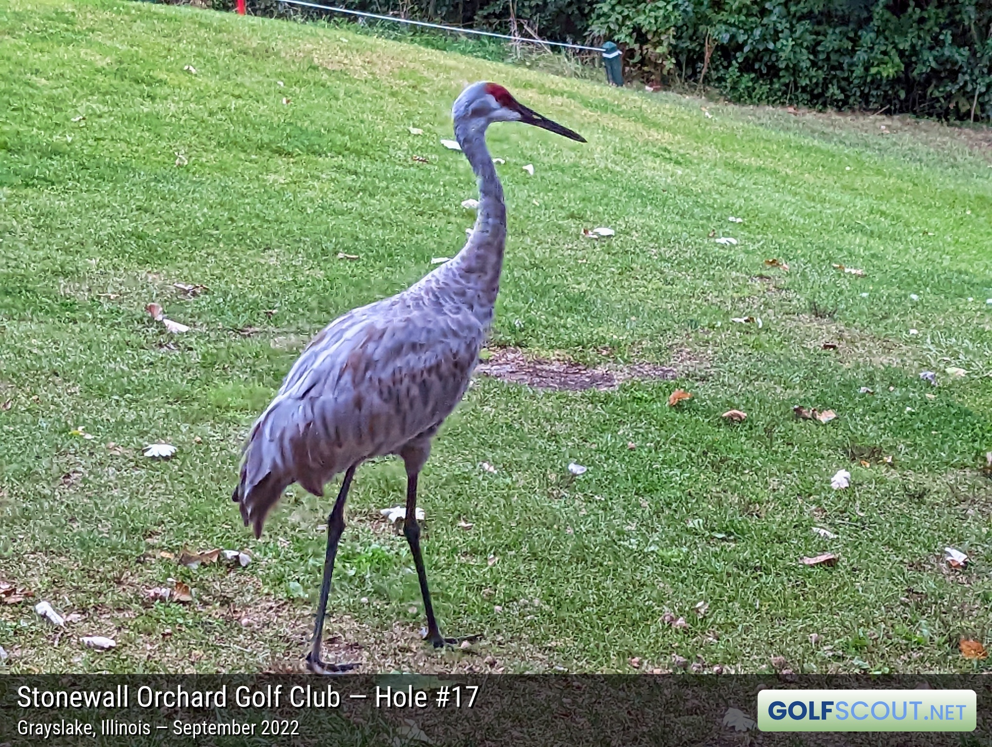 Miscellaneous photo of Stonewall Orchard Golf Club in Grayslake, Illinois. This beautiful Sandhill Crane (and 2 others) were hanging out on the 17th hole.  They let us get surprisingly close for photos!