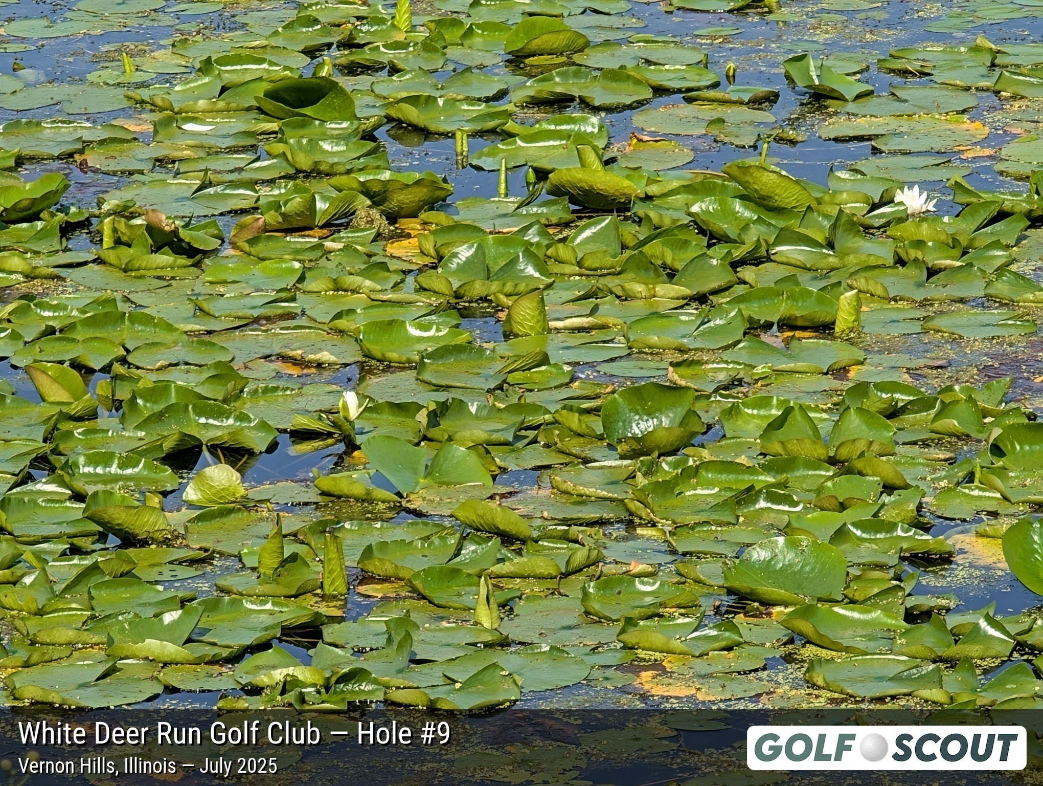 Hole 9 at White Deer Run Golf Club